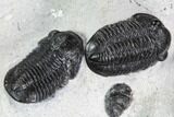 Cluster Nine Smooth Shelled Gerastos Trilobites - Mrakib, Morocco #108240-7